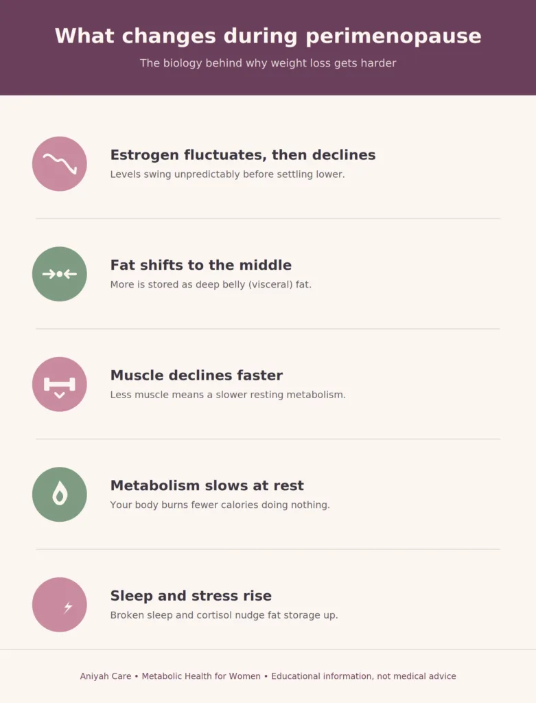 Infographic showing five changes that cause perimenopause weight gain: estrogen fluctuates then declines, fat shifts to the belly, muscle declines faster, resting metabolism slows, and sleep and stress rise.